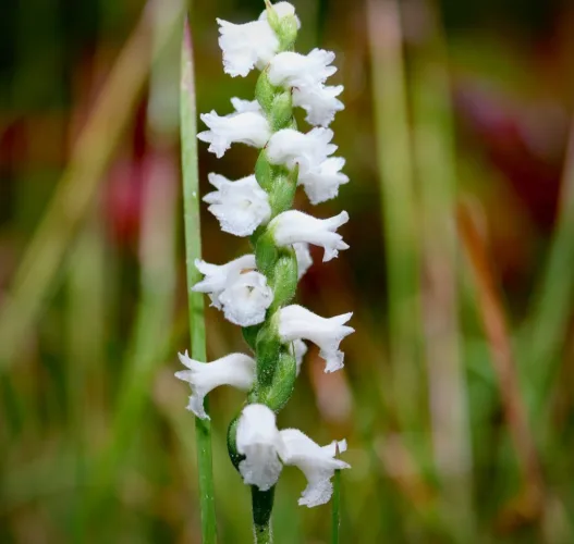 What’s blooming at the WVBG?